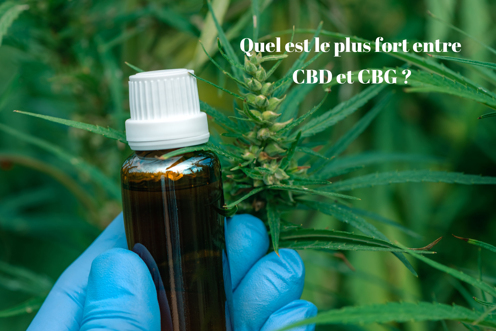 Quel est le plus fort entre le CBD et le CBG ?